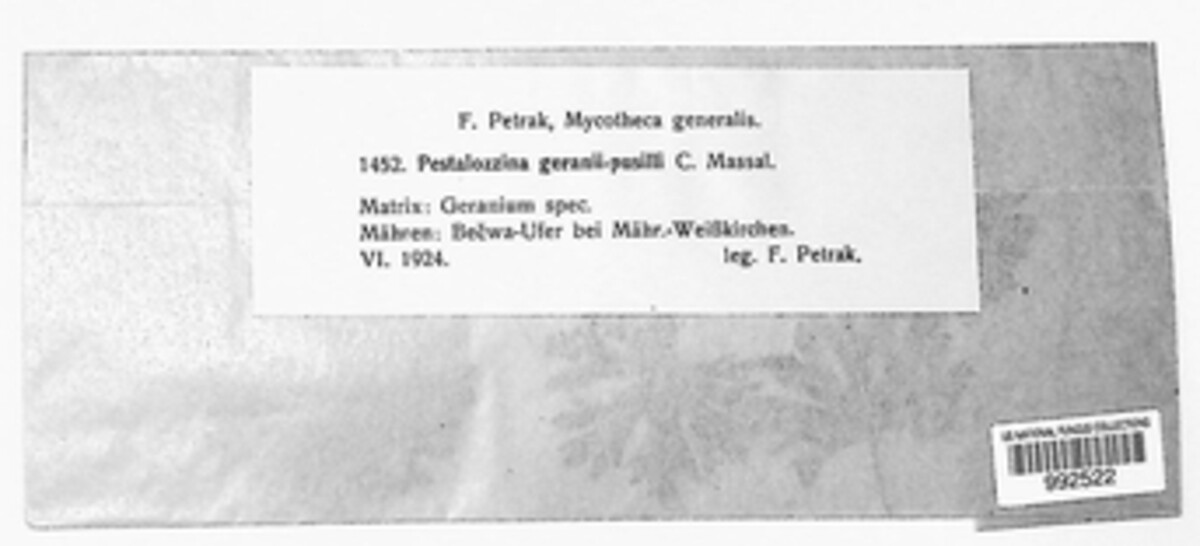 Pestalozzina geranii-pusilli image